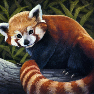 Red Panda