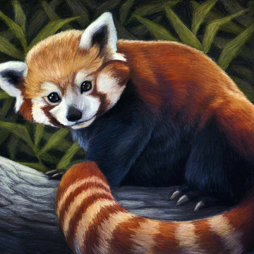 Red Panda